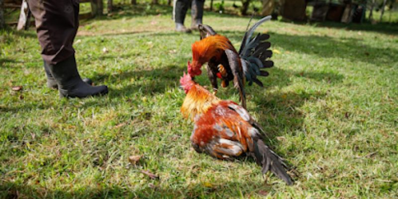 Trực tiếp đá gà tre