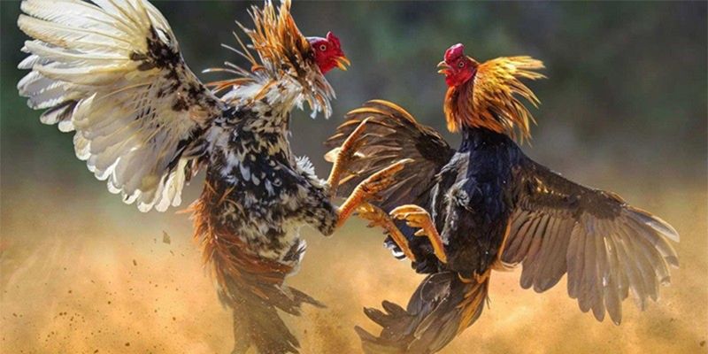 Đá gà trực tiếp trên mạng