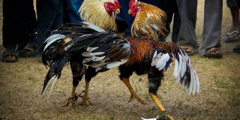 Trực tiếp đá gà tre